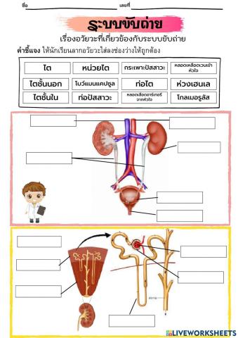 อวัยวะที่เกี่ยวกับระบบขับบถ่าย