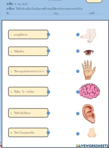 ความหมายของอวัยวะ