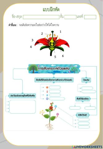 การสังเคราะห์ด้วยแสง