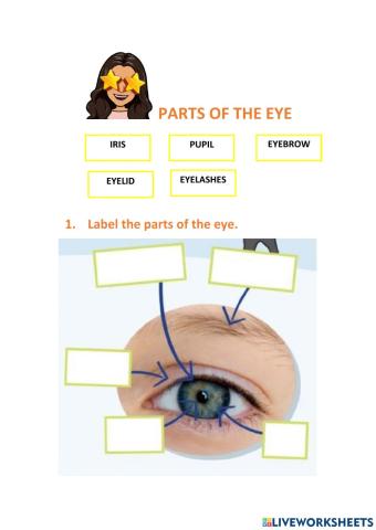 Parts of the eye