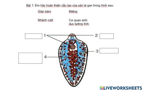 Cấu tạo sán lá gan