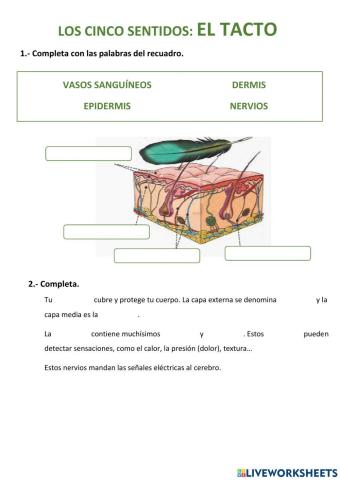 Los cinco sentidos: el tacto.