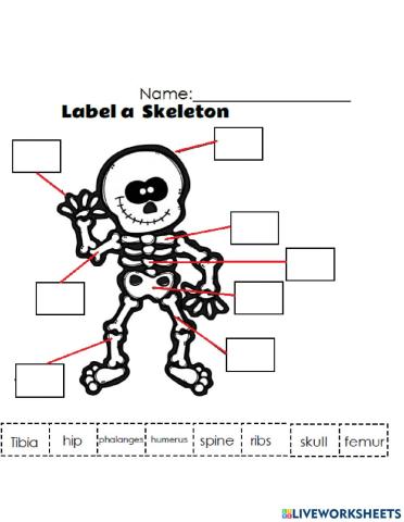 Skeletal sytem