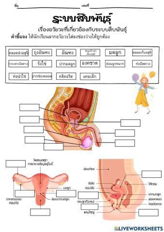 อวัยวะที่เกี่ยวกับระบบสืบพันธุ์