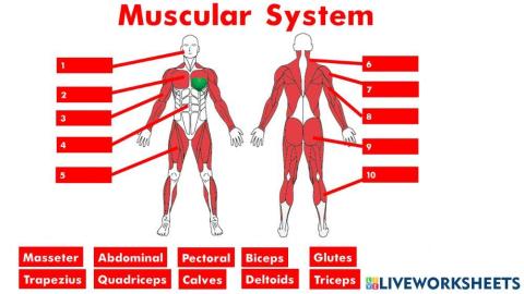 Muscular System