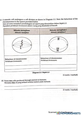 Mitosis