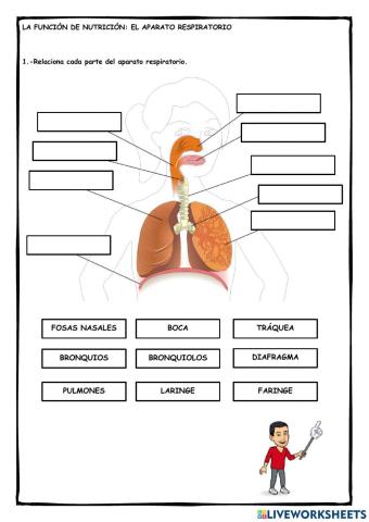 Partes del aparato respiratorio