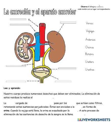 Aparato excretor