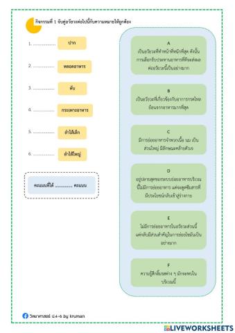 ใบงานระบบย่อยอาหาร