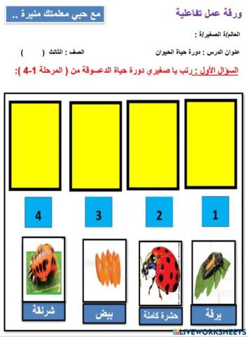 دورة حياة الدعسوقة