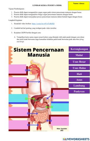 Sistem pencernaan manusia