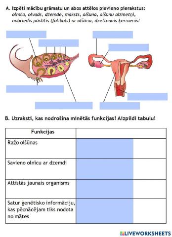 Siev. dzimumorgāni darba lapa