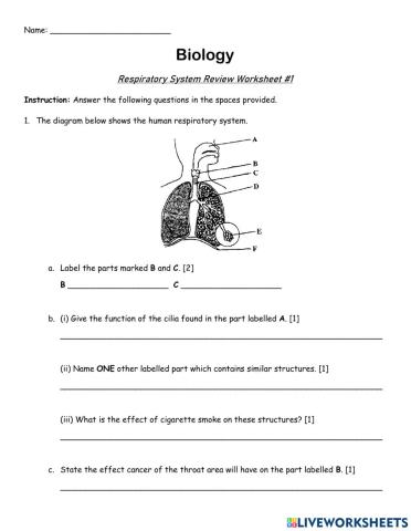 Parts of the Respiratory System Worksheet