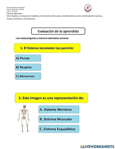 ¿Qué permite que mi cuerpo se mueva?