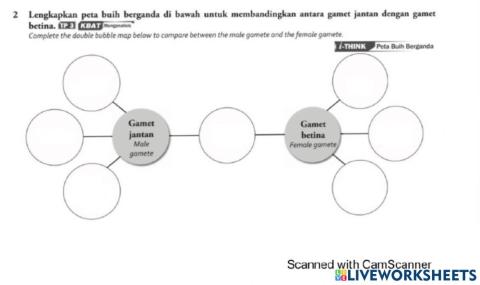 Gamet jantan vs  betina