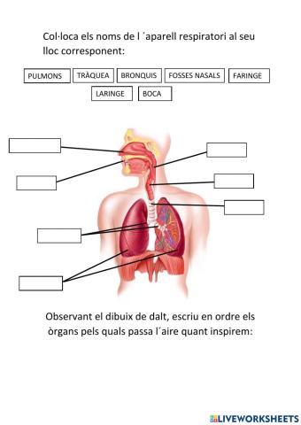 Sistema respiratori