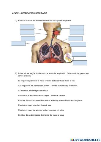 Aparell respiratori i respiració