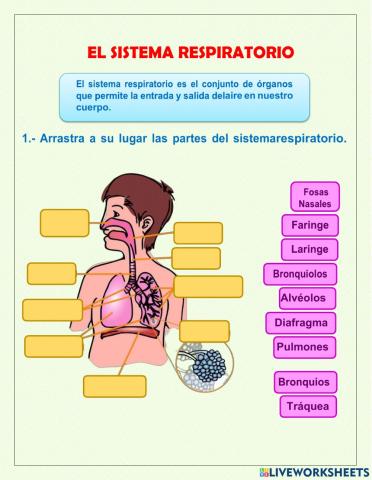 Sistema respiratorio