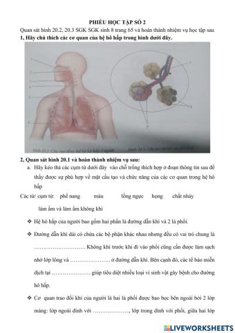 Bài 20: II. các cơ quan hô hấp