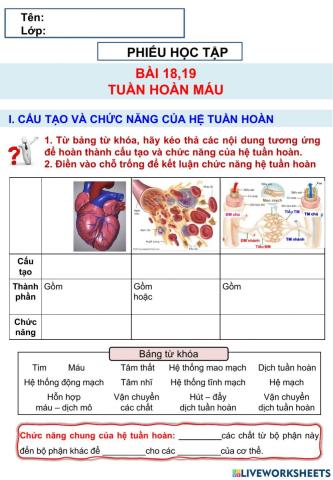 Bài 18,19 Tuần hoàn máu - Sinh 11