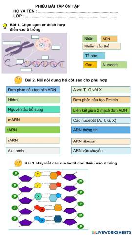 Ôn tập sinh 9