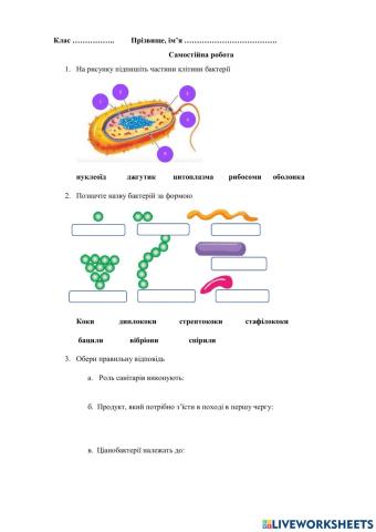 Самостійна робота -Бактерії-.