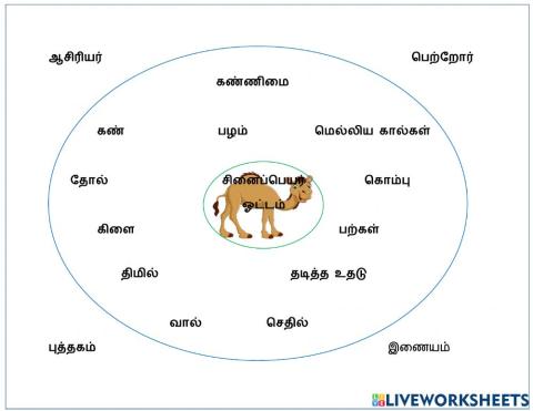 சினைப்பெயர்