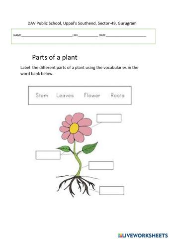 Parts of a Plant