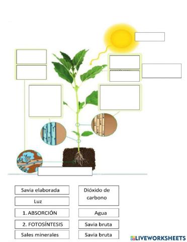 La alimentación de las plantas