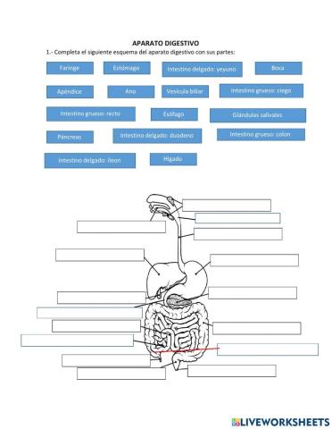 Anatomía del aparato digestivo