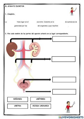 El aparato excretor