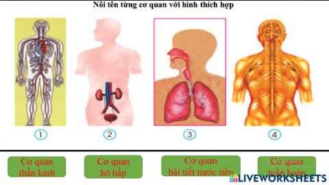 Ôn tập: Sức khỏe và con người