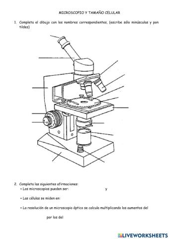 Microscopio y células