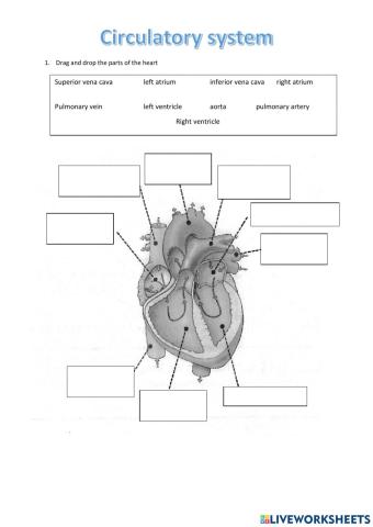 Circulatory system