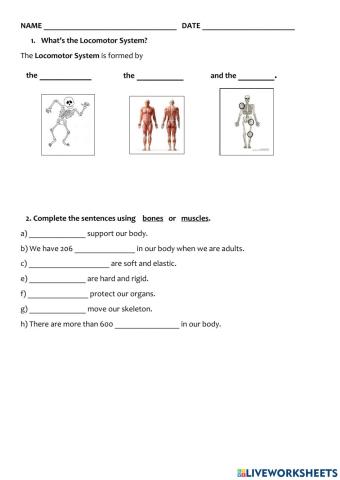 Locomotor system