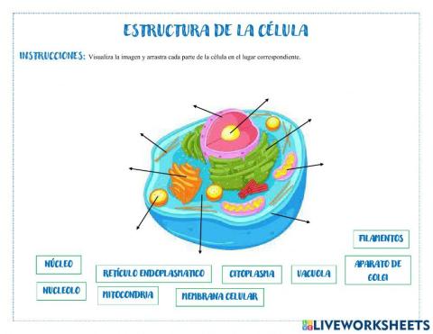 Estructura de la célula