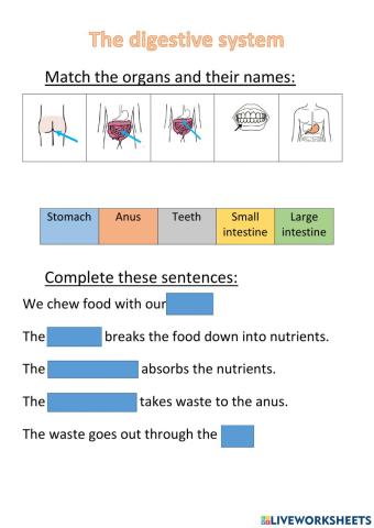 The digestive system