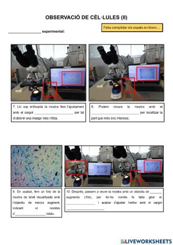 Pràctica laboratori: Observació de cèl·lules (II)