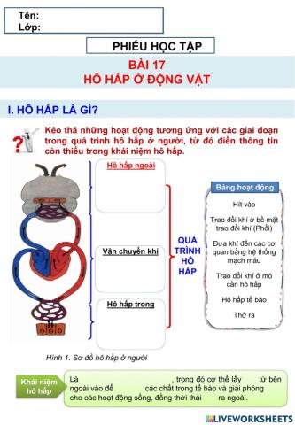 Sinh 11 - Bài 17 - Hô hấp ở động vật