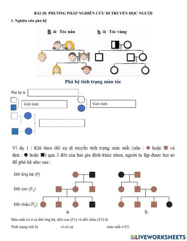 Phiếu học tập bài 28