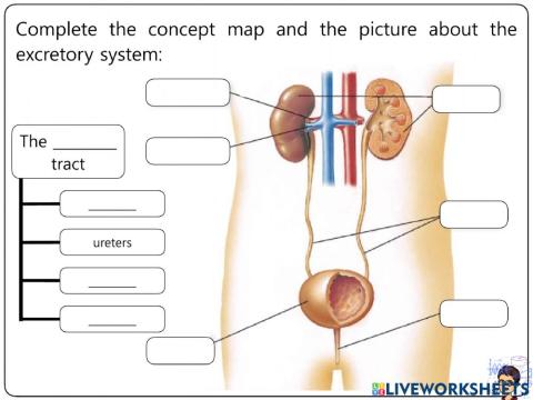 Nutrition Worksheets 17-20