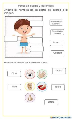 Partes del cuerpo y sentidos