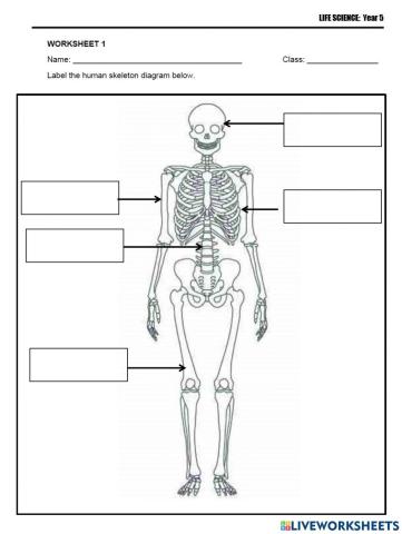 Human Skeletal System