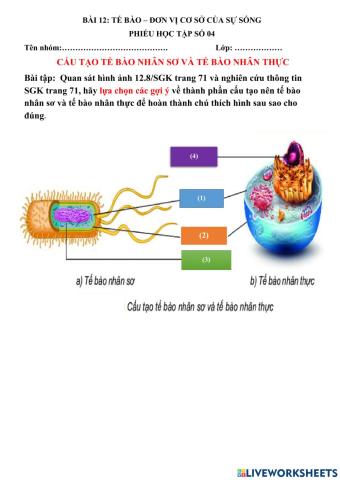 Cấu tạo tế bào nhân sơ và tế bào nhân thực