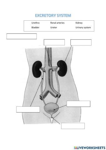 Excretory system