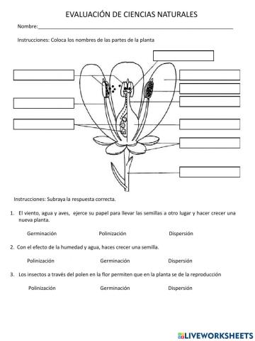 Evaluación de ciencias Naturales