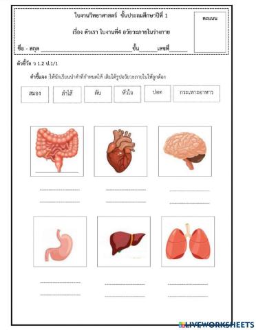 ใบงาน อวัยวะต่างๆ
