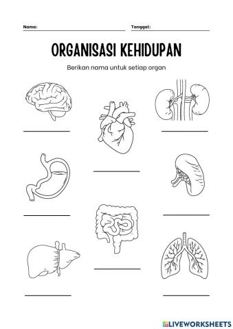 Organisasi kehidupan