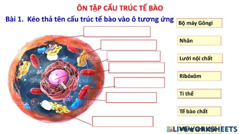 Bài tập cầu trúc tế bào