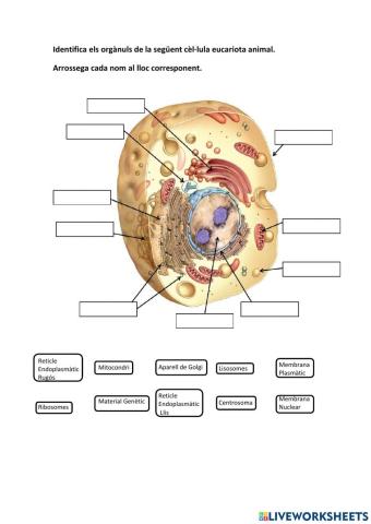 Orgànuls Cèl·lula Eucariota Animal